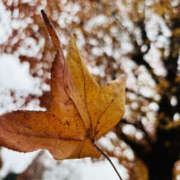 ゆうひ あささんぽ YESグループ　華女