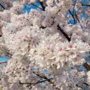 ヒメ日記 2025/03/28 19:18 投稿 みやび 奥様メモリアル