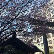 ヒメ日記 2026/02/28 12:03 投稿 春風(はるかぜ) 人妻出逢い会 百合の園 池袋店