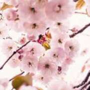 ヒメ日記 2026/03/23 06:13 投稿 春風(はるかぜ) 人妻出逢い会 百合の園 池袋店