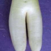 ヒメ日記 2025/03/11 11:25 投稿 やまと 奥鉄オクテツ大阪