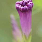 ヒメ日記 2025/05/18 11:05 投稿 やまと 奥鉄オクテツ大阪