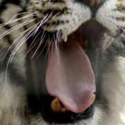 ヒメ日記 2026/01/06 08:40 投稿 やまと 奥鉄オクテツ大阪