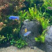 ヒメ日記 2025/01/28 22:46 投稿 実（ミノリ） アバンチュール(五反田)