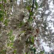 ヒメ日記 2025/04/06 22:16 投稿 実（ミノリ） アバンチュール(五反田)