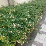 ヒメ日記 2025/09/04 23:16 投稿 実（ミノリ） アバンチュール(五反田)