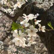 ヒメ日記 2026/03/31 19:16 投稿 実（ミノリ） アバンチュール(五反田)