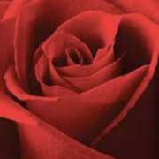 ヒメ日記 2025/02/26 10:20 投稿 やまと 奥鉄オクテツ奈良