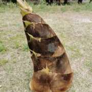 ヒメ日記 2025/03/27 11:40 投稿 やまと 奥鉄オクテツ奈良