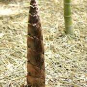 ヒメ日記 2025/07/31 13:55 投稿 やまと 奥鉄オクテツ奈良