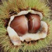 やまと 栗と……… 奥鉄オクテツ奈良