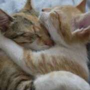 ヒメ日記 2026/01/12 12:35 投稿 やまと 奥鉄オクテツ奈良