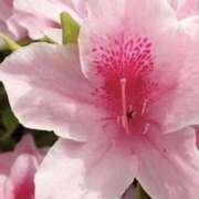 ヒメ日記 2026/04/06 09:40 投稿 やまと 奥鉄オクテツ奈良