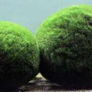 ヒメ日記 2025/05/21 10:45 投稿 やまと 奥鉄オクテツ兵庫