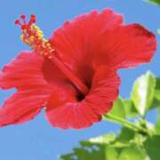 ヒメ日記 2025/07/21 11:00 投稿 やまと 奥鉄オクテツ兵庫