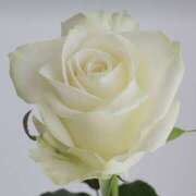 ヒメ日記 2026/01/12 09:30 投稿 やまと 奥鉄オクテツ兵庫