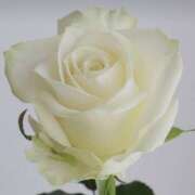 ヒメ日記 2026/03/12 11:30 投稿 やまと 奥鉄オクテツ兵庫