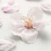 ヒメ日記 2026/04/04 11:40 投稿 やまと 奥鉄オクテツ兵庫