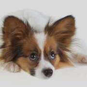 ヒメ日記 2026/04/21 10:00 投稿 やまと 奥鉄オクテツ兵庫