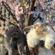 ヒメ日記 2025/04/14 16:01 投稿 しおん 千葉柏ちゃんこ