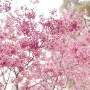 ヒメ日記 2025/03/13 18:20 投稿 みう 横浜人妻セレブリティ（ユメオト）