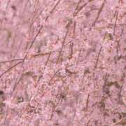 ヒメ日記 2025/04/11 12:42 投稿 南沢 まどか 大阪貴楼館