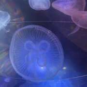 ヒメ日記 2025/07/22 22:11 投稿 あさみ 千葉柏ちゃんこ