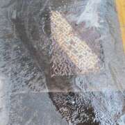 ヒメ日記 2025/09/05 13:41 投稿 あさみ 千葉柏ちゃんこ