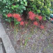 ヒメ日記 2025/10/01 10:07 投稿 あさみ 千葉柏ちゃんこ