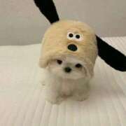 ヒメ日記 2025/09/20 23:01 投稿 てんか 今から乳首を犯しにいってもいいですか？大阪店