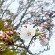 ヒメ日記 2025/03/29 11:27 投稿 える 甲府人妻隊