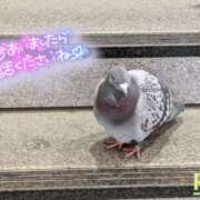 ヒメ日記 2025/03/17 09:00 投稿 るか 若妻淫乱倶楽部 古河店