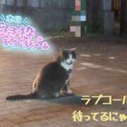 ヒメ日記 2025/04/20 20:06 投稿 るか 若妻淫乱倶楽部 古河店