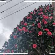 ヒメ日記 2026/03/31 12:32 投稿 るか 若妻淫乱倶楽部 古河店