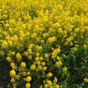 ヒメ日記 2026/03/29 21:01 投稿 るか 若妻淫乱倶楽部