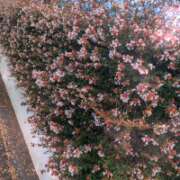 ヒメ日記 2026/07/15 05:00 投稿 るか 若妻淫乱倶楽部