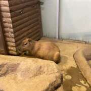 ヒメ日記 2025/11/07 17:32 投稿 えな 西川口マーメイド