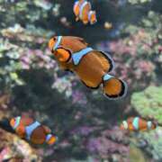 ヒメ日記 2025/11/18 18:30 投稿 えな 西川口マーメイド