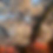 ヒメ日記 2026/04/01 04:30 投稿 えな 西川口マーメイド