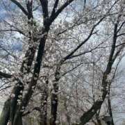 ヒメ日記 2025/04/04 15:15 投稿 なみ 君とふわふわプリンセスin立川