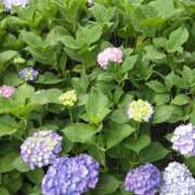 ヒメ日記 2025/06/14 22:08 投稿 長野沙織 五十路マダム金沢店