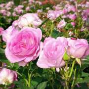 ヒメ日記 2025/06/18 18:29 投稿 わかな BAD COMPANY 札幌