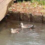 ヒメ日記 2024/12/21 12:40 投稿 一場さゆり 大人めシンデレラ 新横浜店（シンデレラグループ）