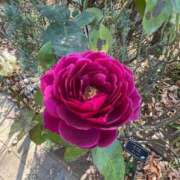 ヒメ日記 2025/01/05 22:07 投稿 一場さゆり 大人めシンデレラ 新横浜店（シンデレラグループ）