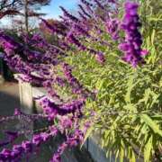 ヒメ日記 2025/01/21 22:47 投稿 一場さゆり 大人めシンデレラ 新横浜店（シンデレラグループ）