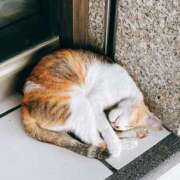 ヒメ日記 2025/02/12 21:16 投稿 一場さゆり 大人めシンデレラ 新横浜店（シンデレラグループ）