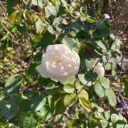 ヒメ日記 2025/03/12 18:36 投稿 一場さゆり 大人めシンデレラ 新横浜店（シンデレラグループ）