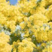 ヒメ日記 2025/03/20 10:44 投稿 一場さゆり 大人めシンデレラ 新横浜店（シンデレラグループ）