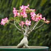 ヒメ日記 2025/06/06 22:22 投稿 一場さゆり 大人めシンデレラ 新横浜店（シンデレラグループ）