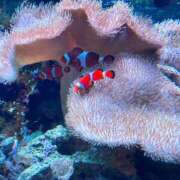 ヒメ日記 2025/07/11 17:39 投稿 一場さゆり 大人めシンデレラ 新横浜店（シンデレラグループ）